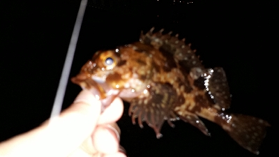 いとしのレイワ