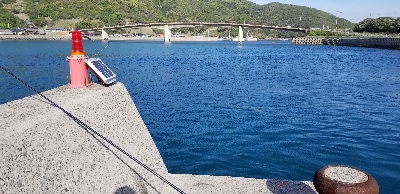 アオリイカ 浮き釣り