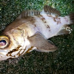 メバル活性高い