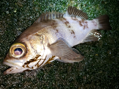 メバル活性高い