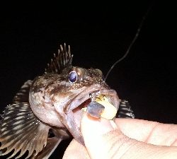 ガシリングとメバリング