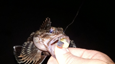 ガシリングとメバリング