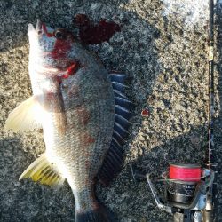 キス釣り　～キビレ、40.5センチ～