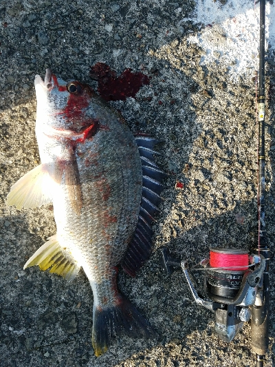 キス釣り　～キビレ、40.5センチ～