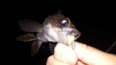 疲れるくらい釣れたぁー