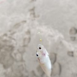 キスが絶好調！