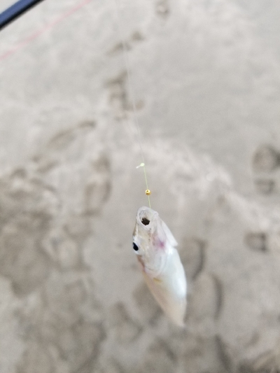 キスが絶好調！