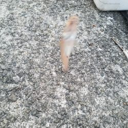 キス釣り　～泳がせ当たりなし～