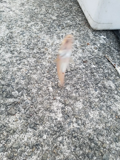 キス釣り　～泳がせ当たりなし～