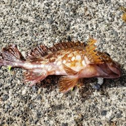 ガッシーは裏切らない