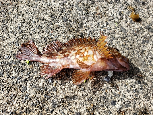 ガッシーは裏切らない