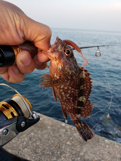 久しぶりの明石