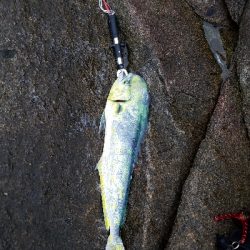 エバ、ヒラマサ、シイラ