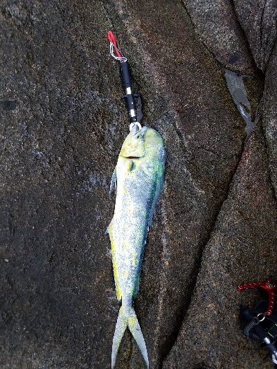 エバ、ヒラマサ、シイラ