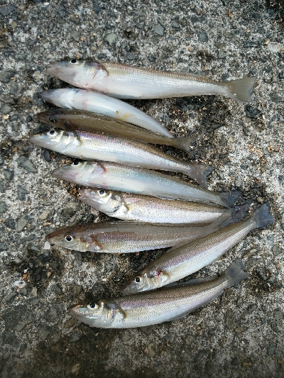 キス釣り　～太刀魚当たりなし～