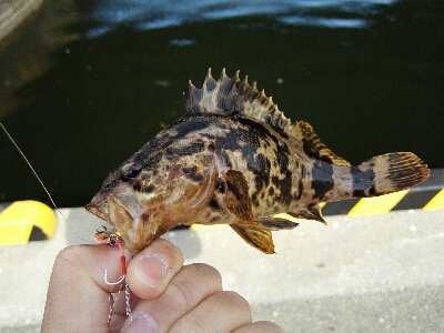 2019年5月14日釣行in箱崎ふ頭