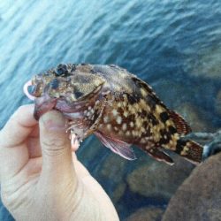 2019年5月28日釣行in伊崎漁港界隈