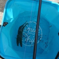 城ヶ島へ遠征で投げサビキ