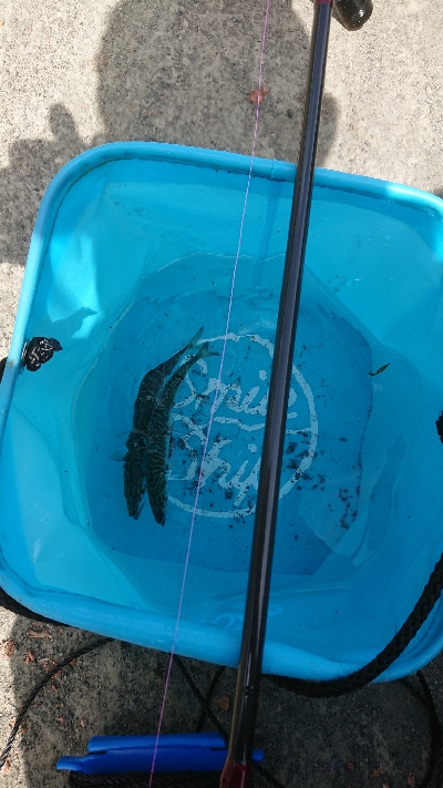 城ヶ島へ遠征で投げサビキ