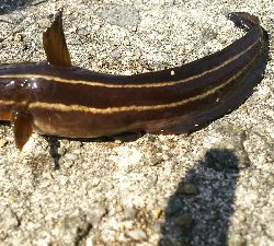 ひたすらカサゴ釣り