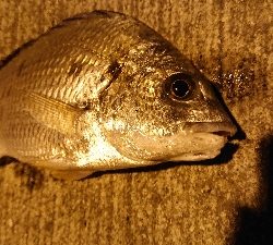 またスズキ不発