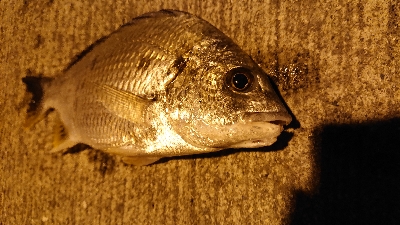 またスズキ不発