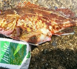 今年度初キュウセン