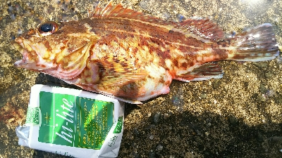 今年度初キュウセン