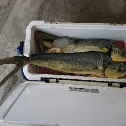 魚暑    魚署  マヒマヒ