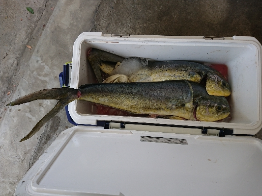 魚暑    魚署  マヒマヒ