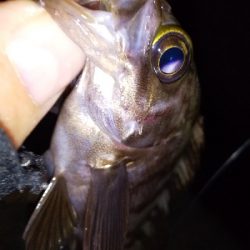 好調!?横浜アジング