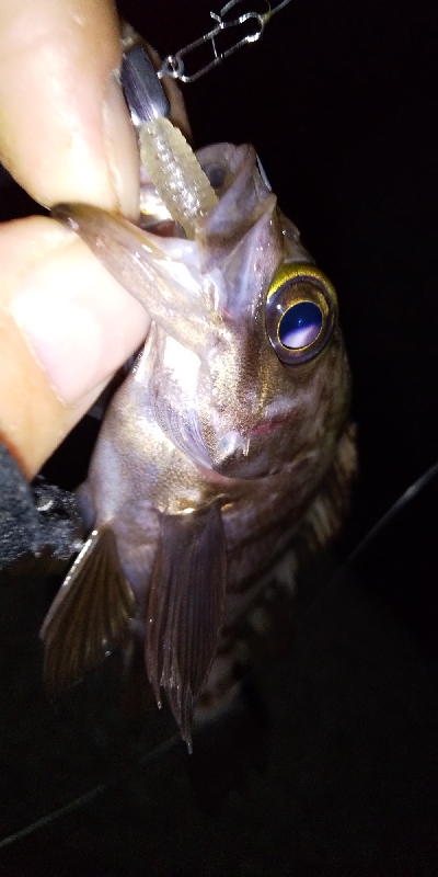 好調！？横浜アジング