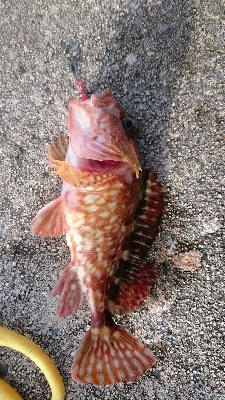今日もカサゴの入れ食い