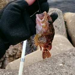 カサゴ３０センチ！