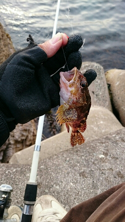 カサゴ３０センチ！