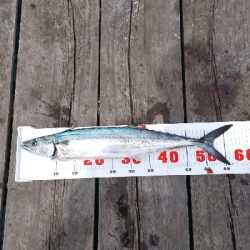 サゴシのジャンプ