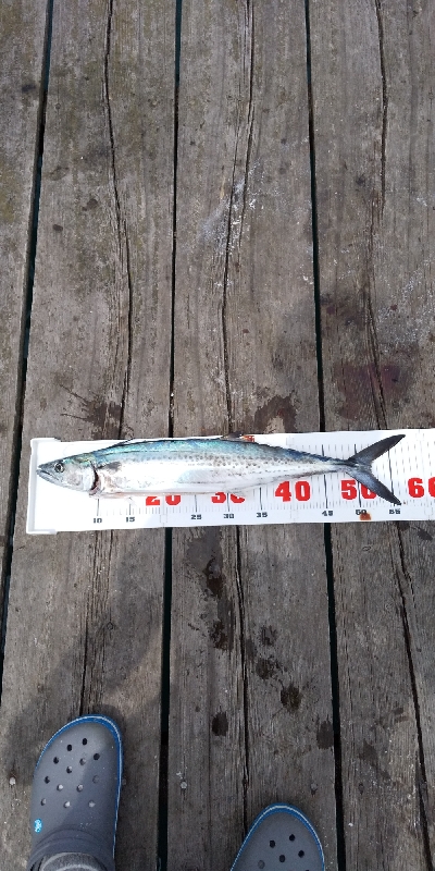 サゴシのジャンプ