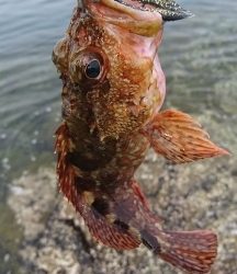 エギング釣行のハズが…