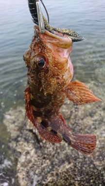 エギング釣行のハズが…