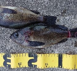 久しぶりの釣果です