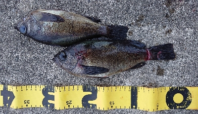 久しぶりの釣果です