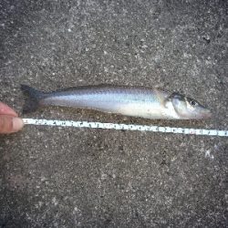 ちょい投げフィッシング