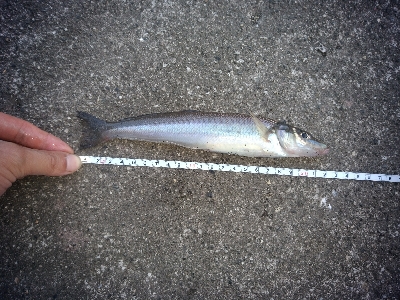 ちょい投げフィッシング