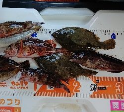 ゴールデンウィーク後半、令和元年、初釣り