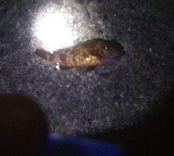 貝塚人工島水路 ガシラのみ アジ釣れず