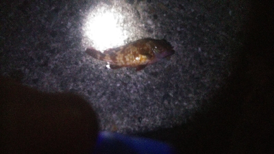 貝塚人工島水路　ガシラのみ　アジ釣れず