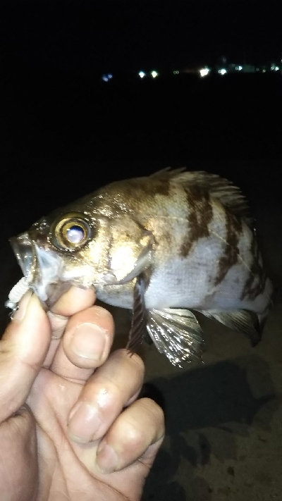 今年は…いいね