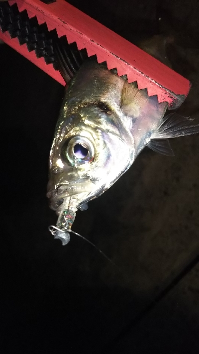 シャローハンター