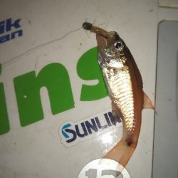 メバリングアジング