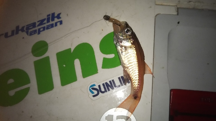 メバリングアジング